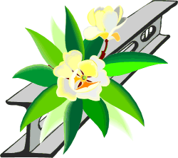 Steel magnolia
